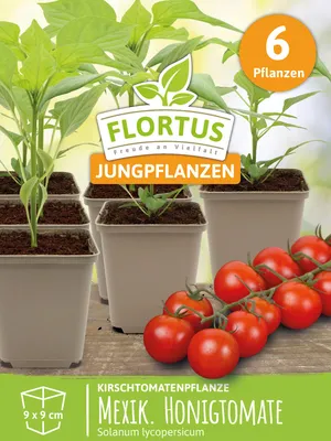 Produktbild von Kirschtomatenpflanze Mexikanische Honigtomate | Tomatenpflanzen von FLORTUS, Menge:6 Pflanzen