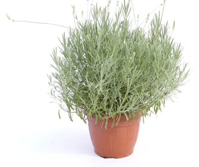 Produktbild von echter Lavendel XL BUSCH Ø 40cm, Höhe 40 cm, Lavandula Angustifolia Kräuter Pflanze Kräuterküche