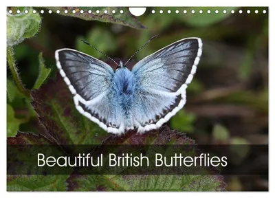 Produktbild von Beautiful British Butterflies (Wall Calendar 2027 DIN A4 landscape), CALVENDO 12 Month Wall Calendar