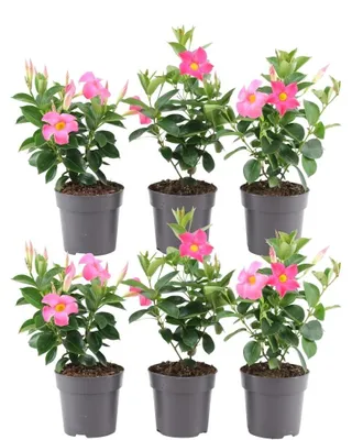 Produktbild von Plants by Frank | 6 Dipladenia Pink Pflanzen | Mandevilla | Rosa Blüten | Reichblühend | Kletterpflanze | Gartenpflanzen