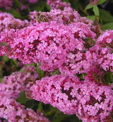 Produktbild von Sommerflieder ´PINK DELIGHT´ 15-20 cm, Cont. 2,5 l