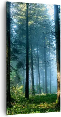Produktbild von Bild auf Leinwand - Leinwandbild - Einteilig - Wald Dämmerung die Sonne - 65x120cm - Wand Bild - Wanddeko - Wandbilder - Leinwanddruck - Bilder - Wanddekoration - Leinwand bilder - PA65x120-4398
