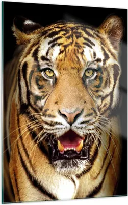 Produktbild von Bilder auf glas - Einteilig - tiger tier - 50x70cm - Glasbilder - Wandbilder - Bilder - Kunstdruck - zum Aufhängen bereit - Wanddekoration aus Glas - Glas Bilder - Wandbild auf Glas - GPA50x70-4103