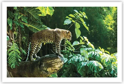 Produktbild von Poster - Poster ohne Rahmen - Dschungel Leopard Panther - 91,5x61 cm - Wand Bild - Wanddeko - Wandbilder - Kunstposter - Wandposter - Bilder - Kunstdruck - Wanddekoration - Wandbild - P2XAA91x61-4502