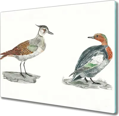 Produktbild von Coloray Schneidebrett Herdabdeckplatte 60x52 cm Kochplattenabdeckung Hackbrett Küchenbrett - Tiere Vögel