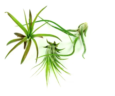 Produktbild von Gardners Set mit 3 Tillandsien für Anfänger