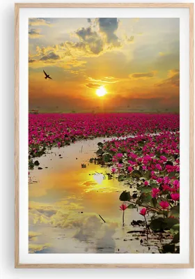 Produktbild von Gerahmtes Poster - Rahmen in heller Eiche - See Blumen - 61x91,5 cm - Wand Bild - Wanddeko - Wandbilder - Kunstposter - Wandposter - Bilderrahmen - Bilder - Kunstdruck - Wandbild - P2NPA61x91-3769