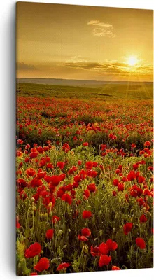 Produktbild von Bild auf Leinwand - Leinwandbild - Mohn Blume Wiese - 45x80cm - Wand Bild - Wanddeko - Wandbilder - Leinwanddruck - Bilder - Kunstdruck - Wanddekoration - Leinwand bilder - Wandkunst - PA45x80-3643