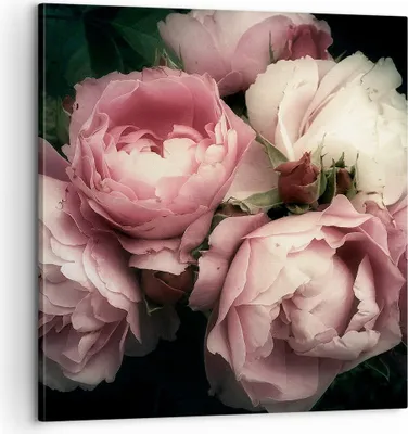 Produktbild von Bild auf Leinwand - Leinwandbild - Pfingstrose Blume - 60x60cm - Wand Bild - Wanddeko - Wandbilder - Leinwanddruck - Bilder - Kunstdruck - Wanddekoration - Leinwand bilder - Wandkunst - AC60x60-3930