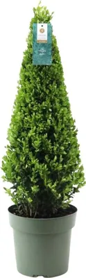 Obrázok produktu pre Ilex crenata Pyramid - ↨55 cm - Ø21 cm - Stálezelený, mrazuvzdorný zimostráz na záhradu, terasu a do kvetináča