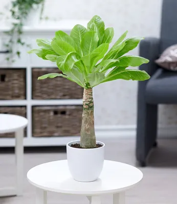 Produktbild von BALDUR Garten 1x Hawaii-Palme, Pflanze im 12 cm-Topf, Zimmerpflanze blühend Brighamia insignis, Vulkanpalme, exotische Zimmerpflanze, mehrjährig - frostfrei halten, Wasserbedarf gering, blühend
