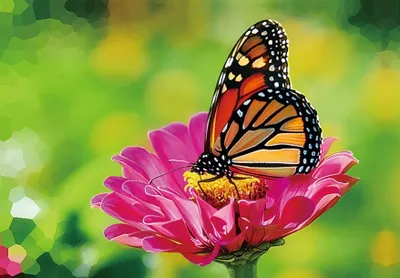 Produktbild von 3 D Ansichtskarte Schmetterling, Postkarte Wackelkarte Hologrammkarte Tiere Tier Falter