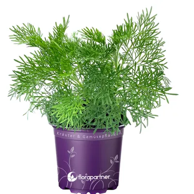 Produktbild von Cola-Kraut Artemisia abrotanum var. maritima