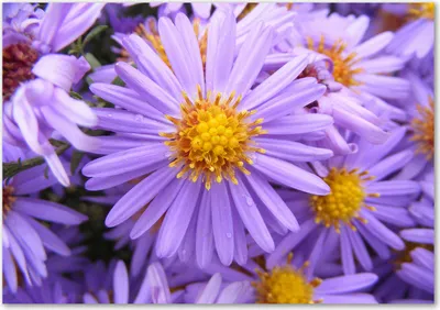 Produktbild von Tulup® Glas-Bild - 100 x 70 - Wandbild aus Glas - Wandkunst - Wandbild hinter gehärtetem Sicherheitsglas - Blumen & Pflanzen - Aster - Gelb
