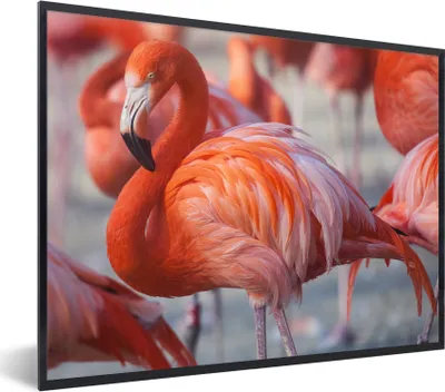 Produktbild von MuchoWow® Gerahmtes Poster Flamingo - Vogel - Tiere - Rosa 40x30 cm - Poster mit Schwarzem Bilderrahmen Wandposter Rahmen Foto Bilder - Kunstposter - Wanddekorationen