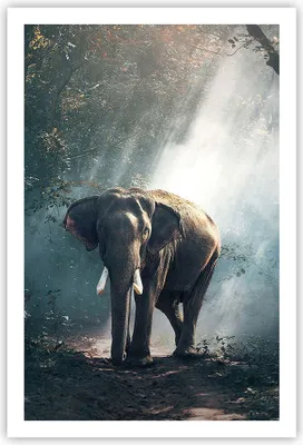 Produktbild von Poster - Poster ohne Rahmen - elefant natur - 61x91,5 cm - Wand Bild - Wanddeko - Wandbilder - Kunstposter - Wandposter - Bilder - Kunstdruck - Wanddekoration - Wandbild - P2XPA61x91-3972