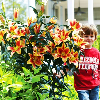 Zdjęcie produktu dla Lilia Drzewiasta Montego Bay 1 szt Lilie cebule lilii cebulki Pachnąca