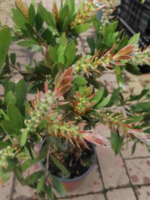 Produktbild von Karminroter Zylinderputze  - Callistemon Splendens Stämmchen 80-120 cm- Kübelpflanze