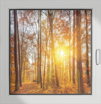 Produktbild von Wallario Lichtschutzbild, Dekorativer Sichtschutz Sonnenschutz 96 x 93 cm mit Motiv: Sonnenuntergang im herbstlichen Wald - Verdunklung ohne Bohren