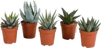 Produktbild von Sukkulenten Mix Gasteria Haworthia 5 Pflanzen Ø5,5cm Mini Zimmerpflanzen