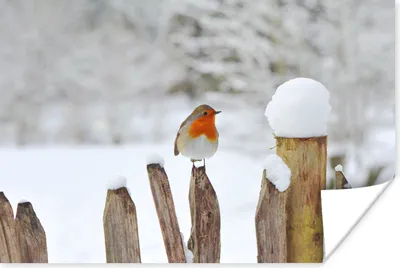 Produktbild von MuchoWow® Poster Vogel - Zaun - Schnee 180x120 cm - Fotoplakat
