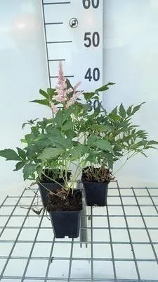 Image de 6 x Astilbe (j) 'Peach Blossom' - Astilbe - pot 9 x 9 cm