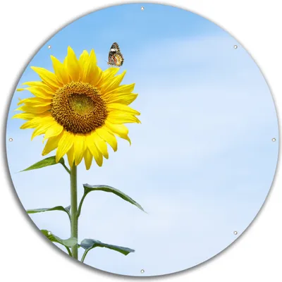 Produktbild von Wallario rundes Outdoor-Poster für Garten oder Balkon, Motiv Sonnenblume mit Schmetterling, 60 cm Durchmesser