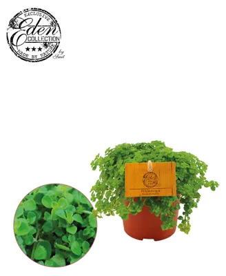 Image de Pilea Depressa - 15cm - Ø10.5cm - Plante d'intérieur - Vert persistant