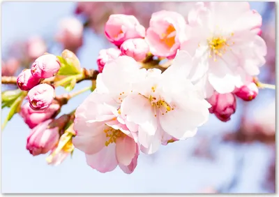 Produktbild von Tulup® Glas-Bild - 100 x 70 - Wandbild aus Glas - Wandkunst - Wandbild hinter gehärtetem Sicherheitsglas - Blumen & Pflanzen - Kirschblüten - Rosa