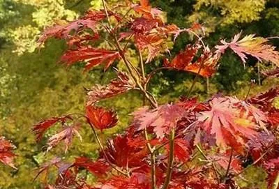 Obrázok produktu pre 10 kusov japonského javora (Acer palmatum) | výška 40-60 cm, bez koreňového balu