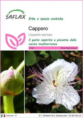 Immagine prodotto di SAFLAX  - Cappero - 25 semi - Capparis