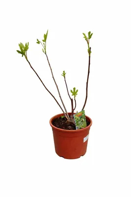 Produktbild von Ficus carica Bornholms Busch 50–70 cm – Winterharte Feige, Feigenbaum für Garten & Balkon, robuste Echte Feige im Topf