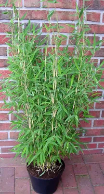 A potted bamboo plant in front of a brick wall.