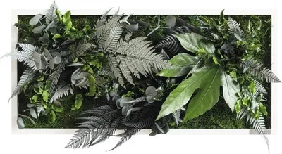Produktbild von Pflanzenbild Dschungeldesign Rahmen weiß 57x27 cm