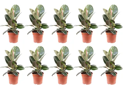 Produktbild von 10er-Set Gummibaum - Ficus elastica 'Robusta' - Höhe ca. 50 cm, Topf-Ø 17 cm