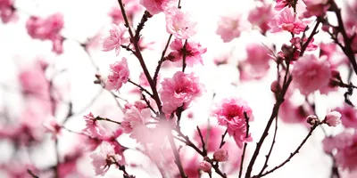 Produktbild von Tulup Glas-Bild -140x70- Wandkunst Dekorative Wand für Küche & Wohnzimmer - Blumen & Pflanzen - Pflaumenblüte - Rosa