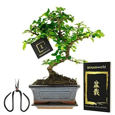 Productafbeelding van Elzusha - Bonsai Boom S-vormig 8 Jaar - Complete Set met Pot en Verzorgingsboek