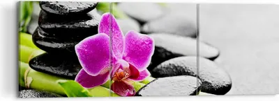 Produktbild von Bild auf Leinwand - Leinwandbild - Pflanze Steine Bambus Spa - 120x40cm - Wand Bild - Wanddeko - Leinwanddruck - Bilder - Kunstdruck - Wanddekoration - Leinwand bilder - Wandkunst - CA120x40-2681