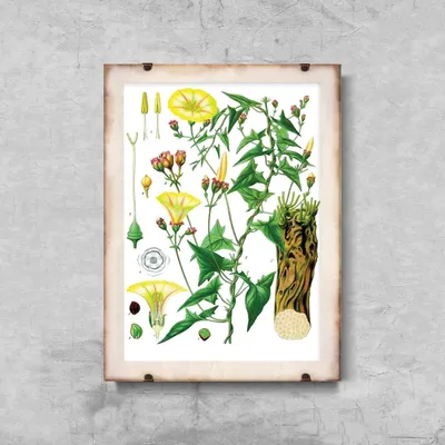 Produktbild von Poster - Canvas - Leinwand - 21 cm x 29,7 cm - Fotoposter - Leinwandkunst - Botanischer Princonvolvulus Scammonia