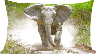 Produktbild von MuchoWow® Zierkissen Sofakissen Wohnzimmer Dekokissen 60x40 cm Laufender Elefant - Kopfkissen - Polster mit Foto
