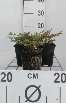 Obrázok produktu pre 6 x Astilbe (s) 'Hennie Graafland' - Prachtspiere - Topf 9 x 9 cm