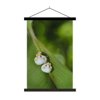 Produktbild von MuchoWow® Textilposter Weiße Fledermäuse auf grünem Blatt 40x60 cm mit schwarzem Rahmen - Wanddekorationen