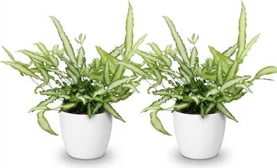Zdjęcie produktu dla Zestaw 2 sztuk paproci Pteris cretica Albolineata w bialych doniczkach o