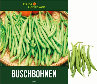 Produktbild von Buschbohnen Saxa Samen - Phaseolus vulgaris  - Bohnensamen - Gemüsesamen - Saatgut für 50 Pflanzen