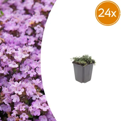 Produktbild von Thymus praecox 'Purple Beauty' - Bodendecker - Immergrün - Winterhart - Violette Blüten - Pflegeleicht - 24 Pflanzen - Höhe 10-25 cm - Ø 9 cm