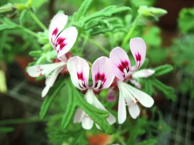 Image de Pelargonium radens / Géranium au parfum de citron