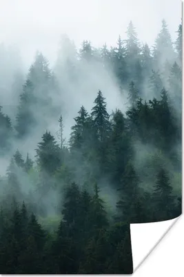 Produktbild von MuchoWow® Poster Nebel - Bäume - Wald 80x120 cm - Papierdruck