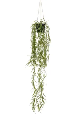 Produktbild von Emerald Künstliche Hänge-Hoya - Kurt | 80 cm, für drinnen, Kunstpflanze, wie echt, Allergiker geeignet, pflanzliche Dekoration Praxis, Office & Wohnzimmer