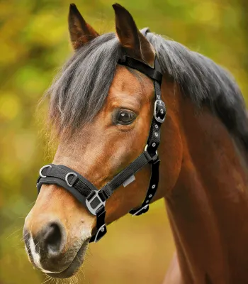 Produktbild von Waldhausen Longierhalfter Kappzaum Economic mit Stirnriemen schwarz, Größe:Pony
