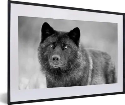 Produktbild von MuchoWow® MuchoWow® Gerahmtes Poster Wolf - Nahaufnahme - Schwarz - Weiß 60x40 cm - Poster mit zchwarzem Bilderrahmen - Schlafzimmer - Plakat in Rahmen - Drucken